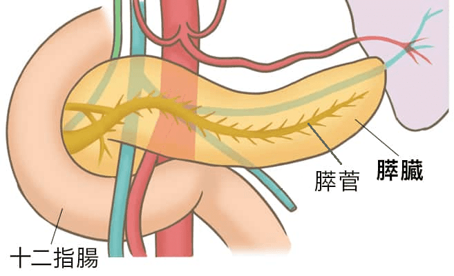 膵臓の役割